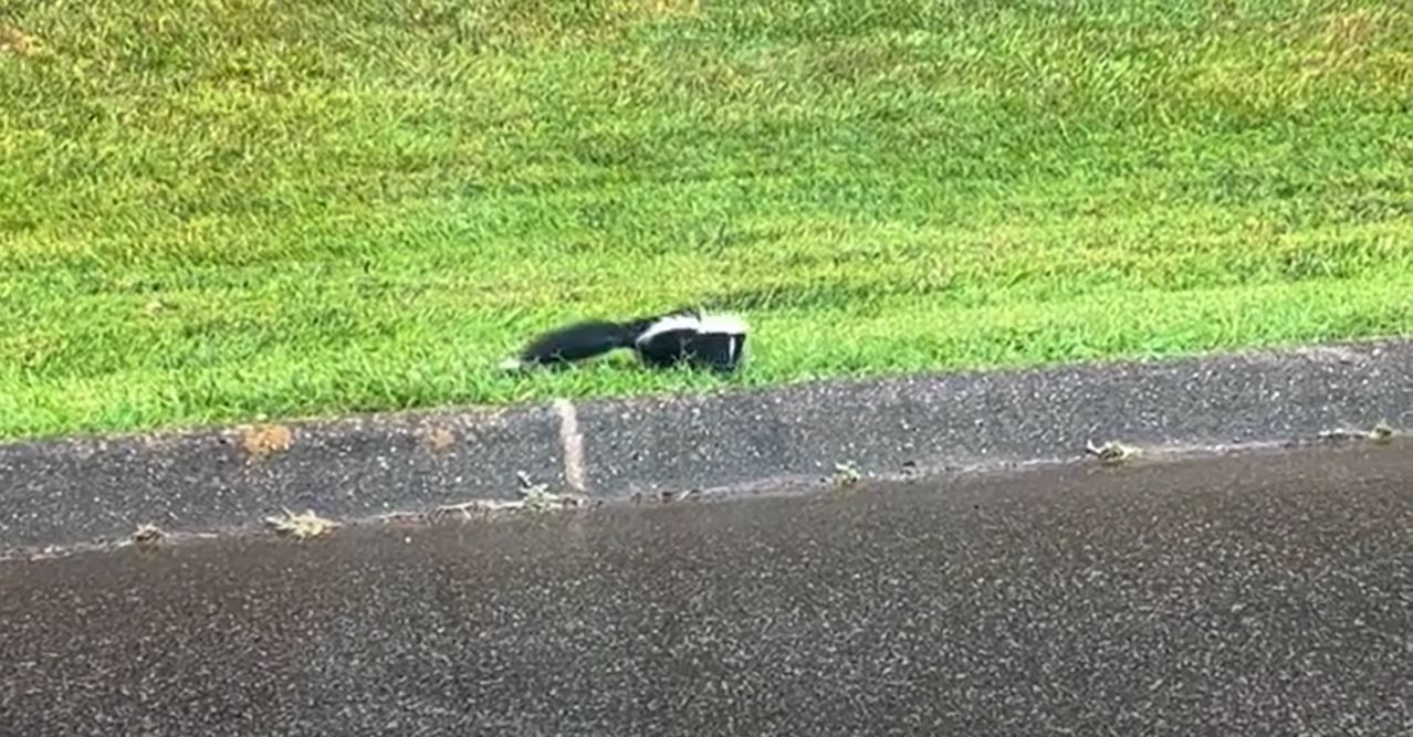 Skunk sits in grass on side of parking lot.