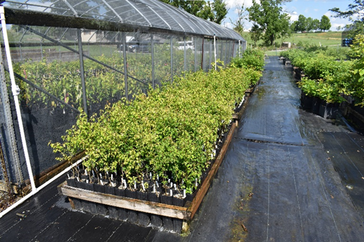 Seedlings grow outside mesh cover over other seedlings.