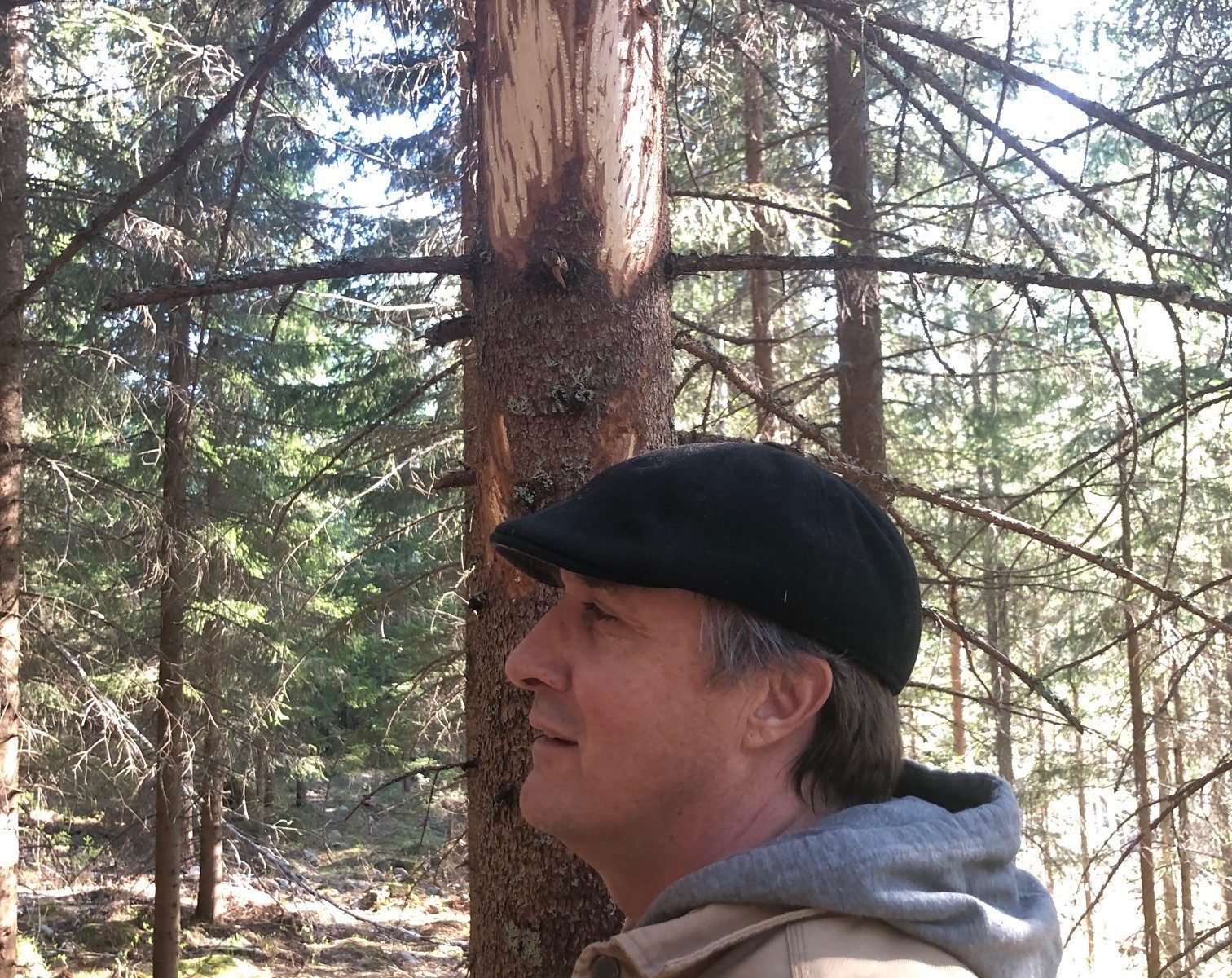 Man stands next to tree with moose chew marks