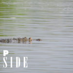 Step Outside logo with crocodile in water