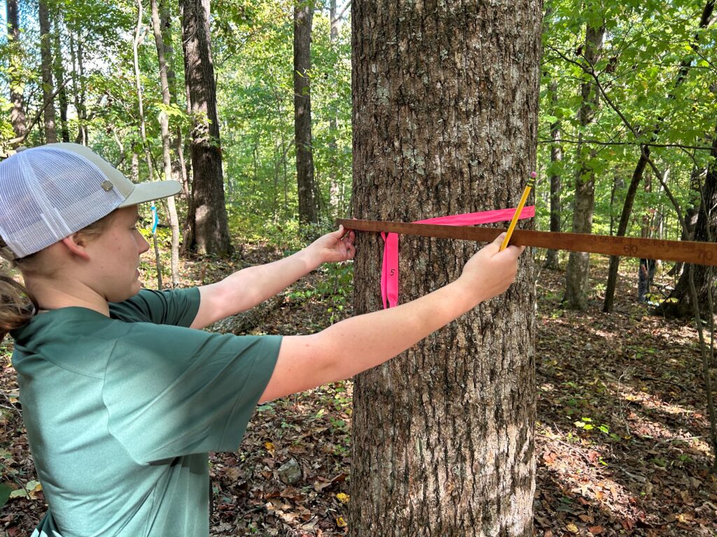 4-H student measures tree.