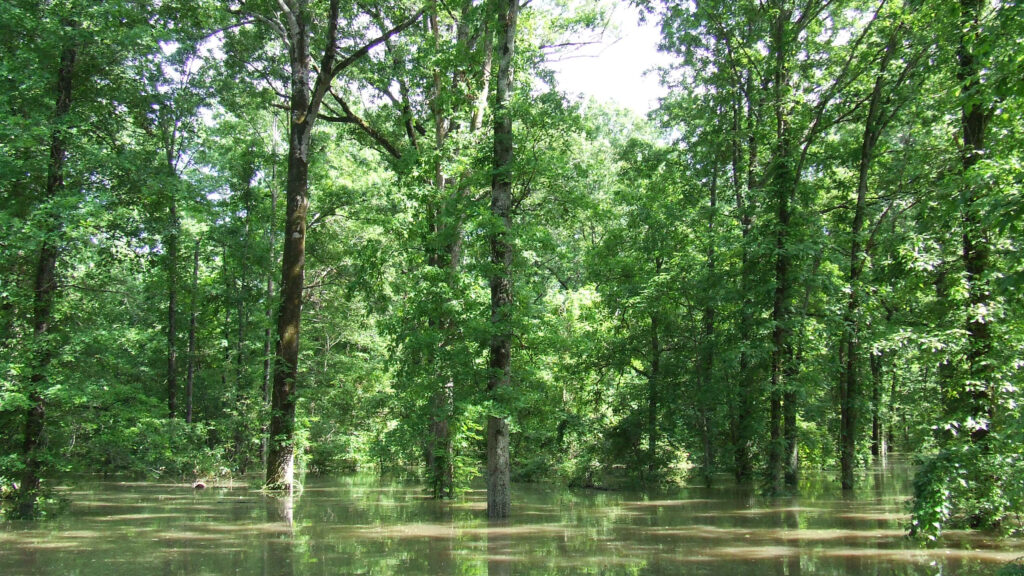 Trees stand on flooded land.