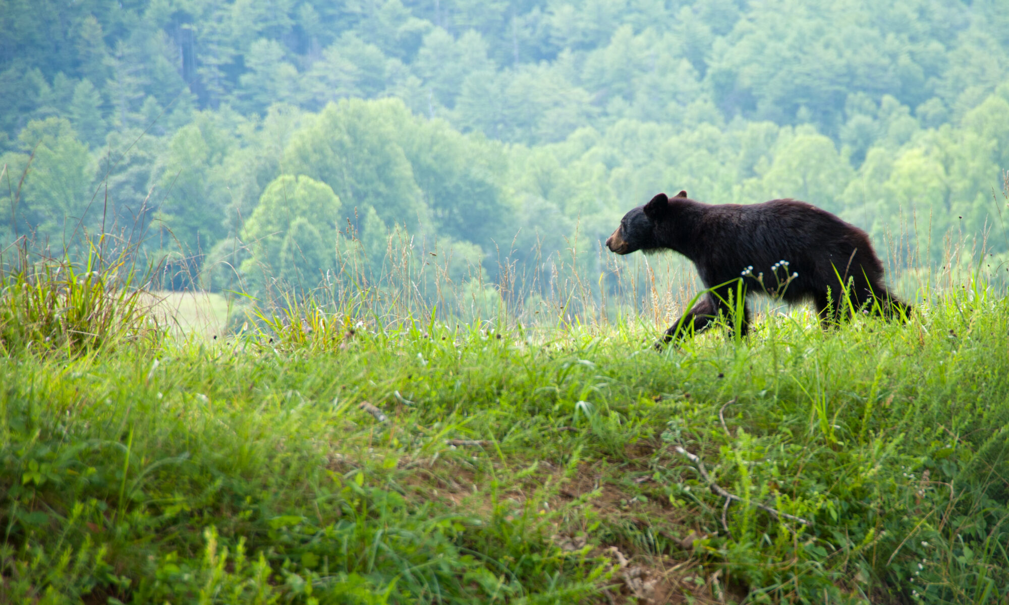Black bear walks across open area in Great Smoky Mountains National Park.