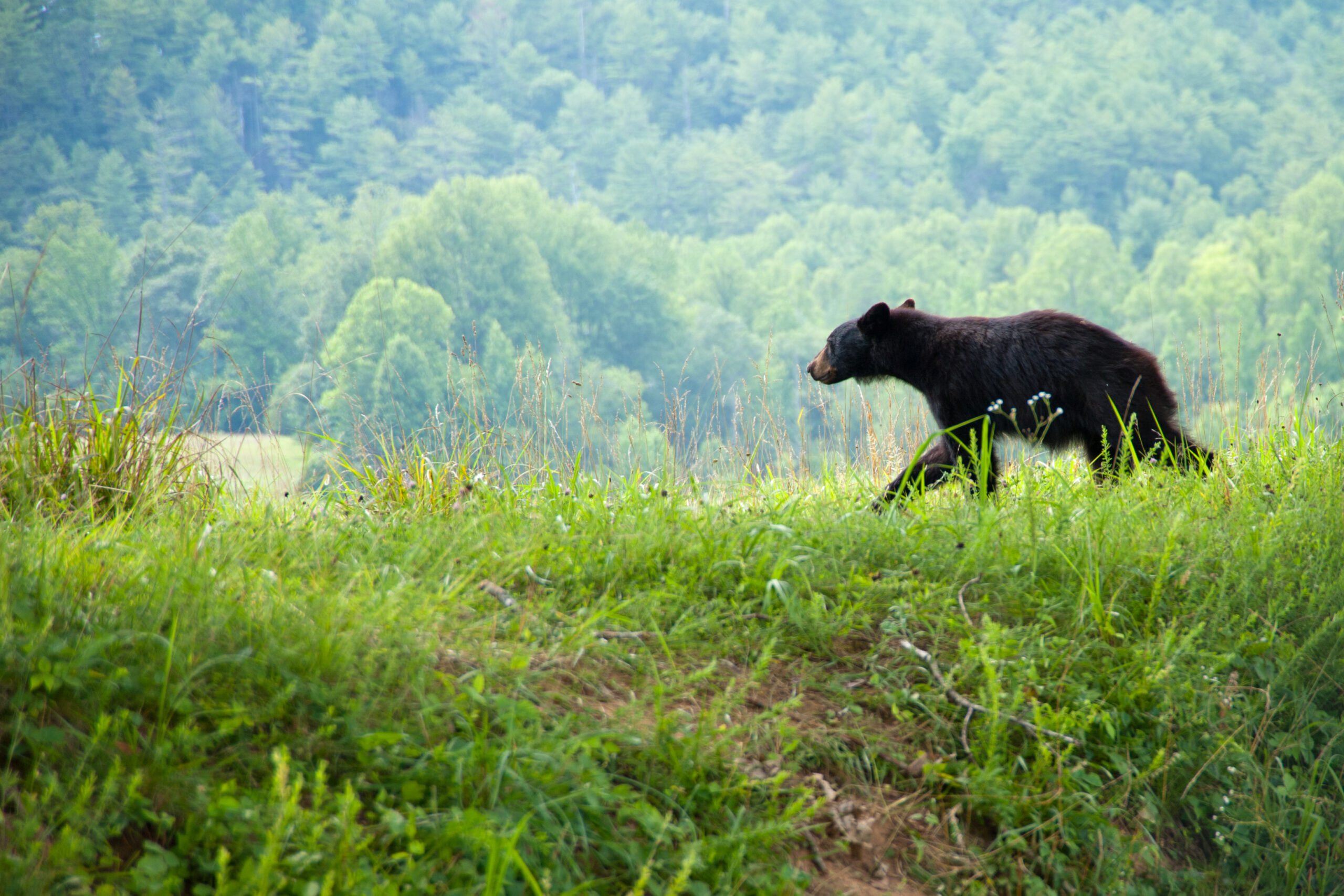 gsmnp_bear_2011-scaled.jpg