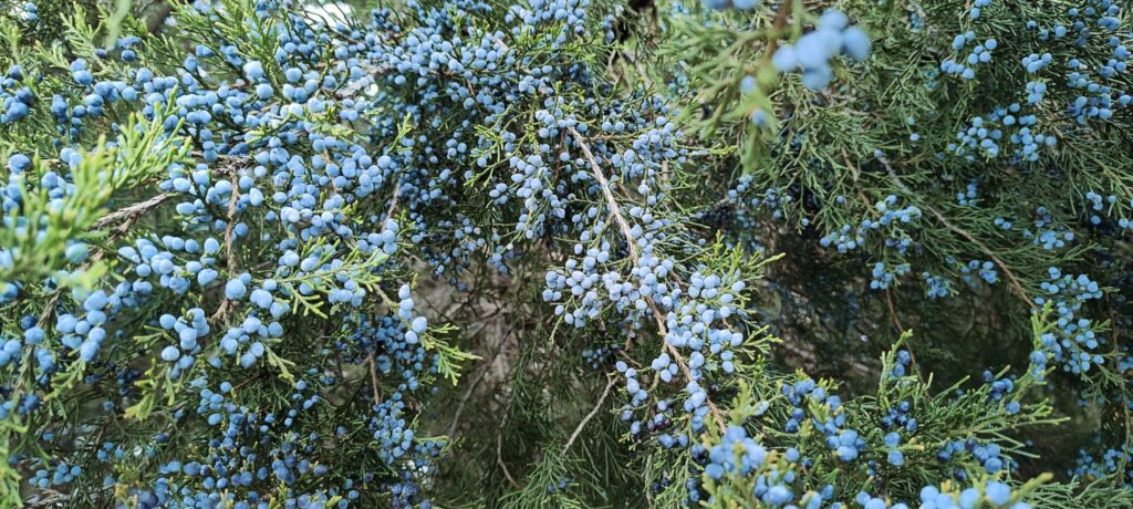 Close up of blue cones on Eastern Red Cedar tree.