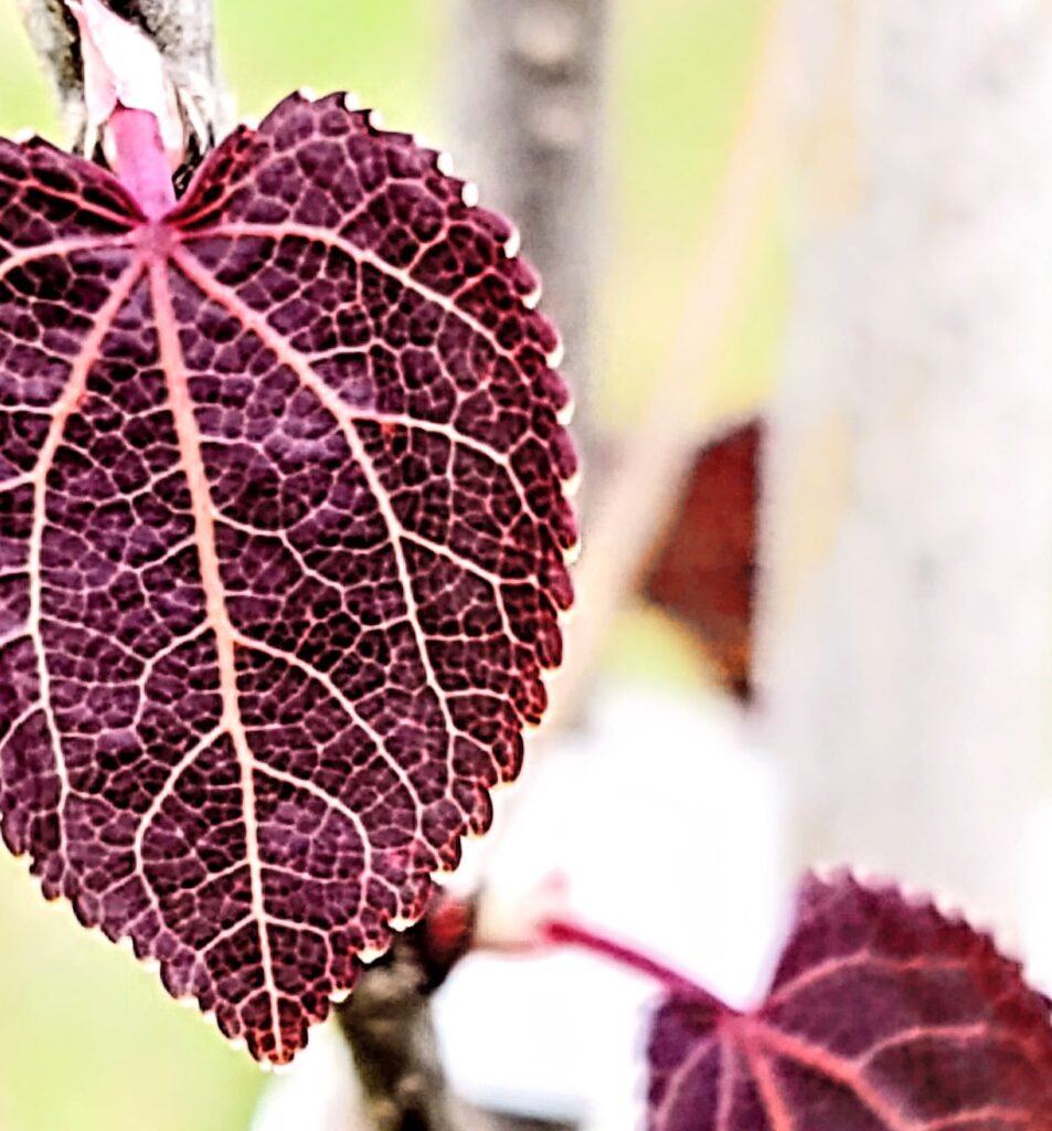 Close up of Japanese Katsura tree leaf.