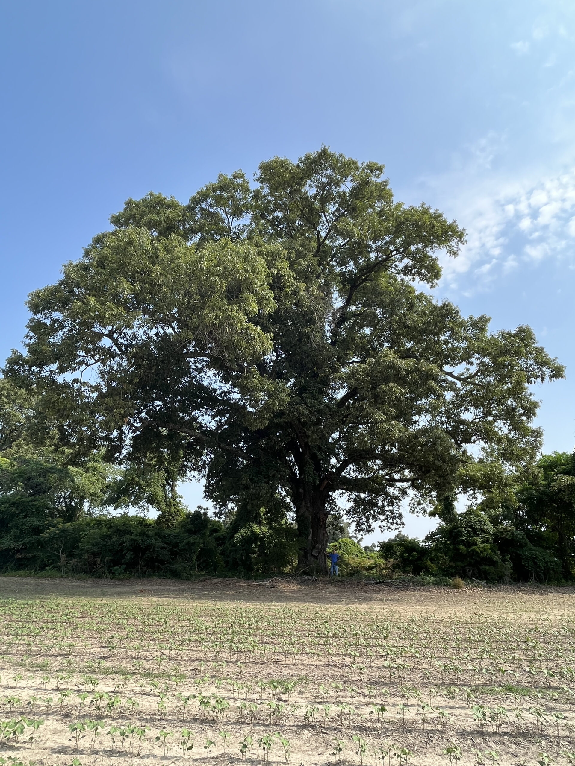 image for Southern Red Oak