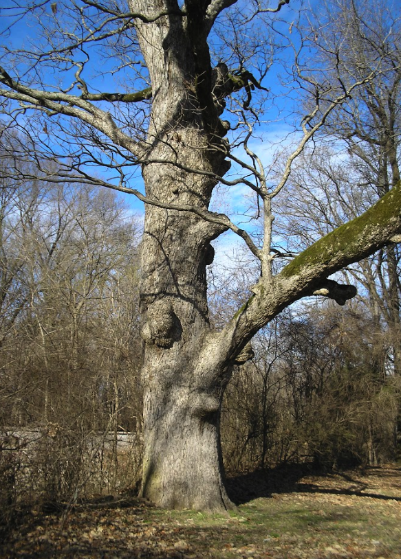image for Swamp Chestnut Oak