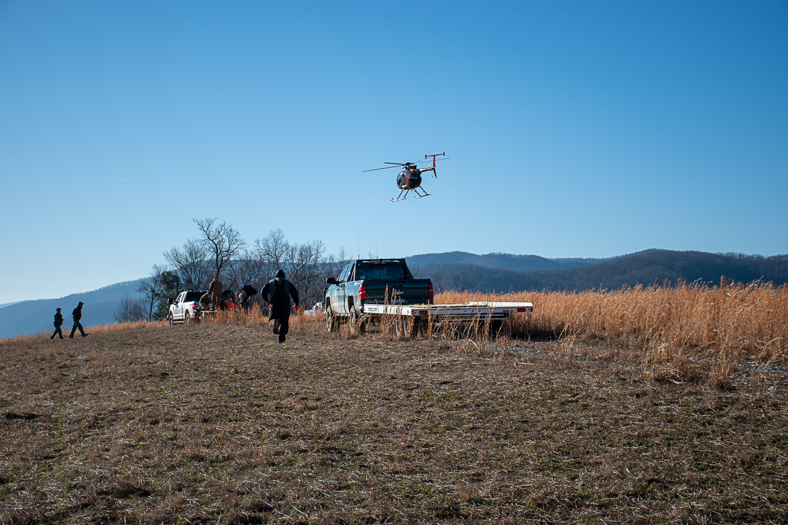 Helicopter flies overhead as people run and walk to a trailer behind a truck with an elk on it.