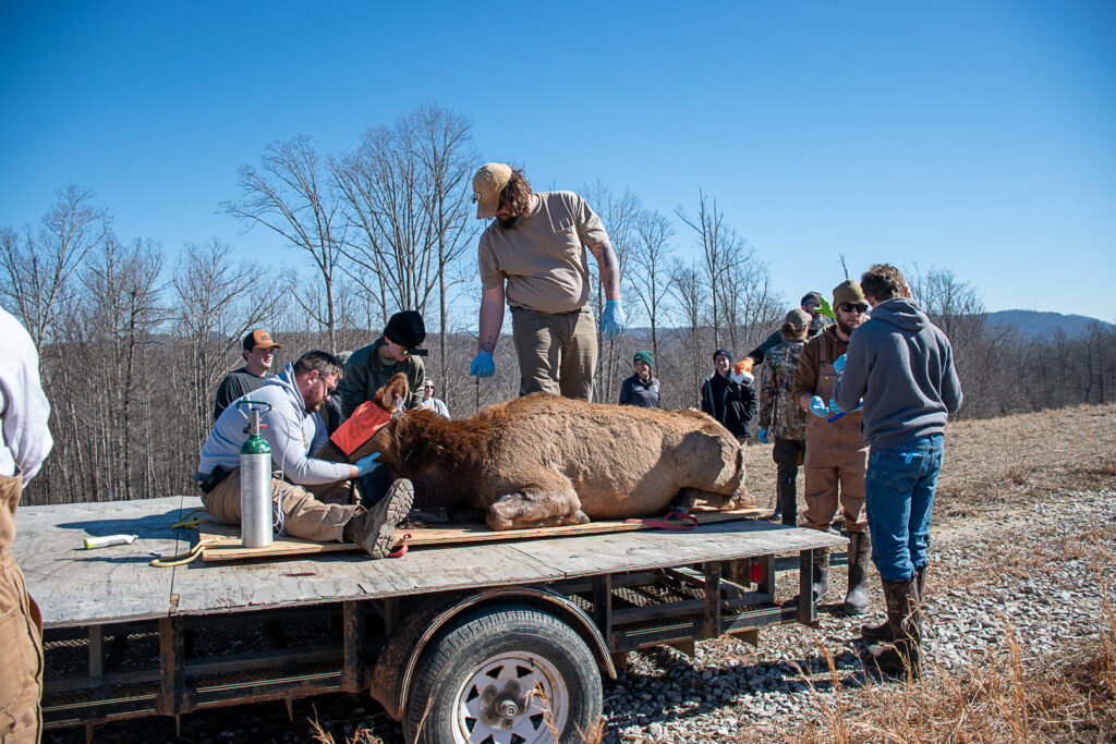 Researchers and volunteers gather around an elk during a reproduction and calf survival rate study in Campbell County.
