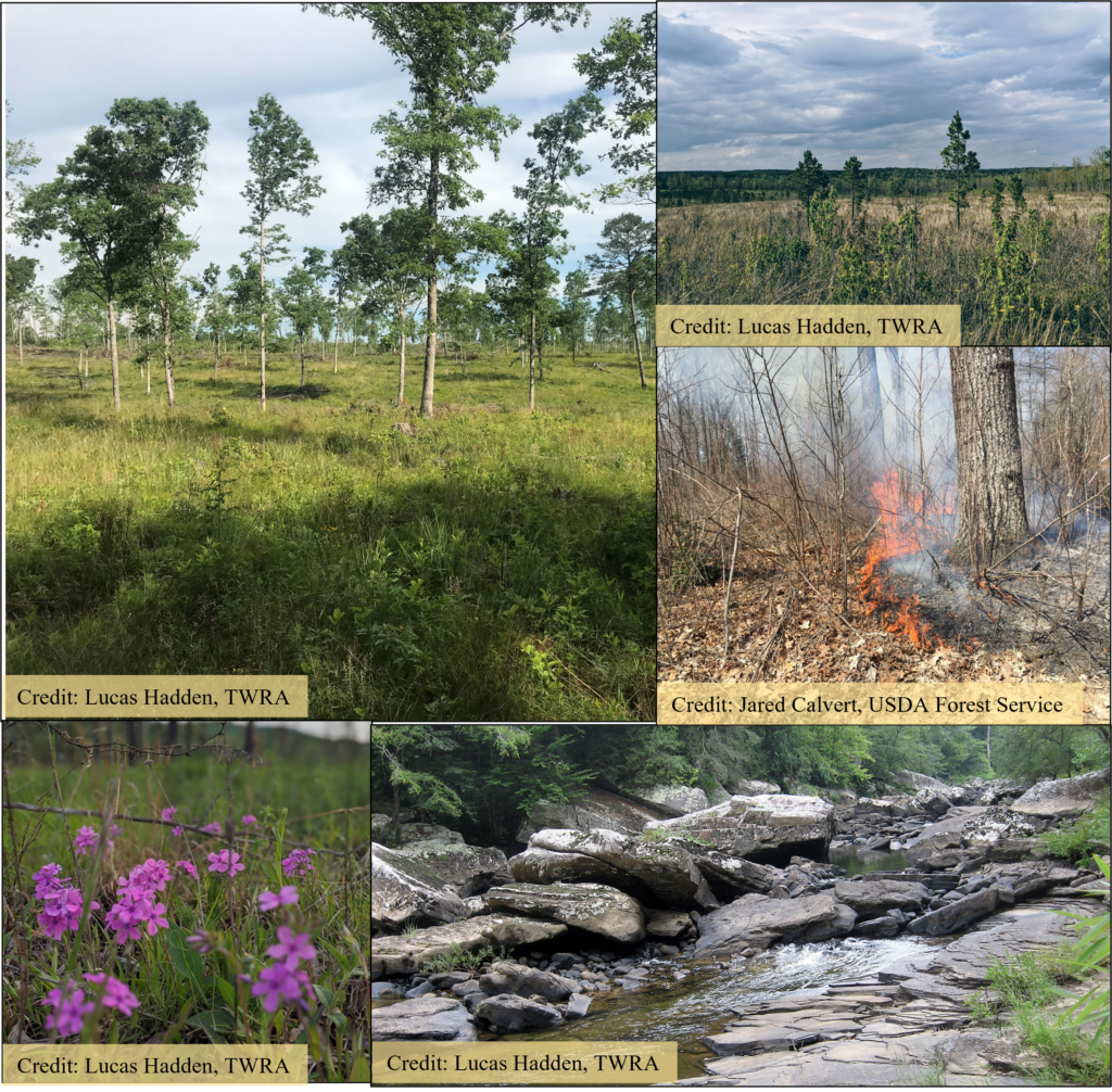 A collage of images shows trees growing in a meadow in the upper left corner, different trees growing in a field in the upper right corner, purple flowers growing in a field in the bottom left, a stream flowing over rocks in the bottom right, and a firing burning brush in the middle right image.