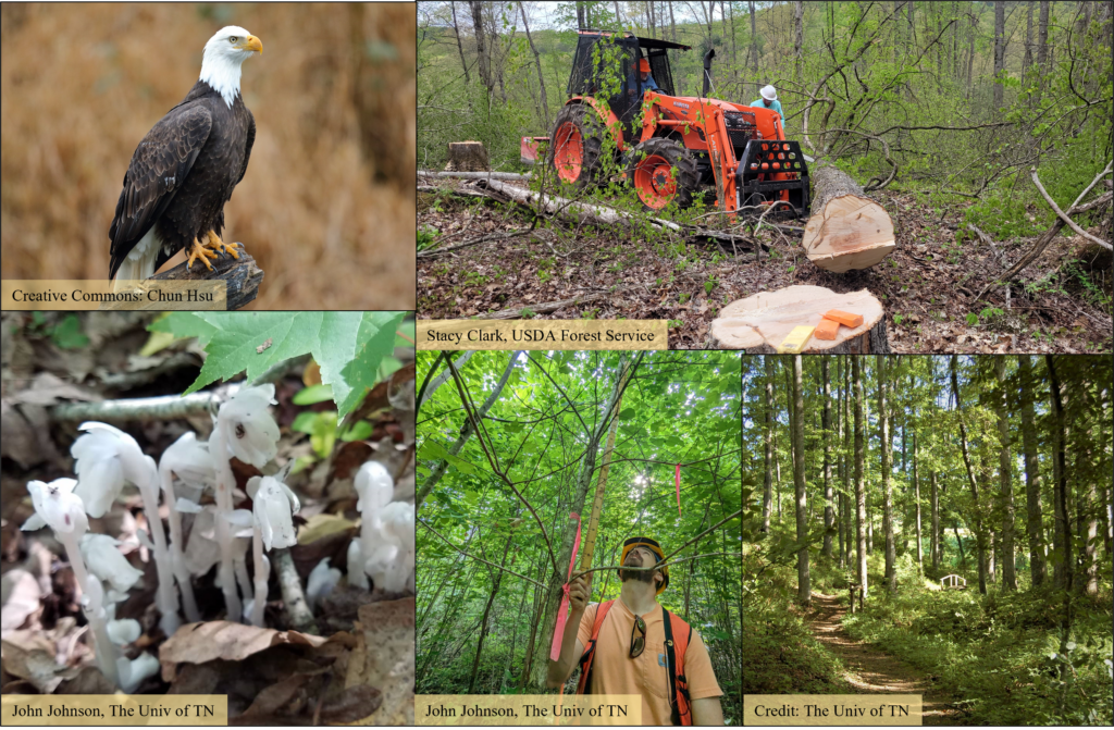 A collage of images shows a bald eagle in the top left corner, a tractor with two men in a forest in the top right corner, white flowers in the bottom left corner, a man measuring a tree in the bottom middle image, and a wooded trail with a bridge in the bottom right corner.