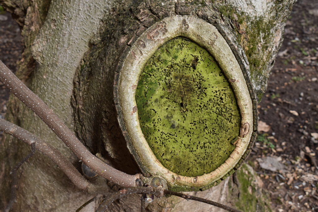 Green callus tissue grows on a tree.