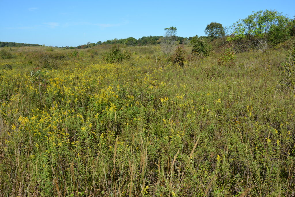 Grasses, shrubs, and trees grow in an early succession landscape.