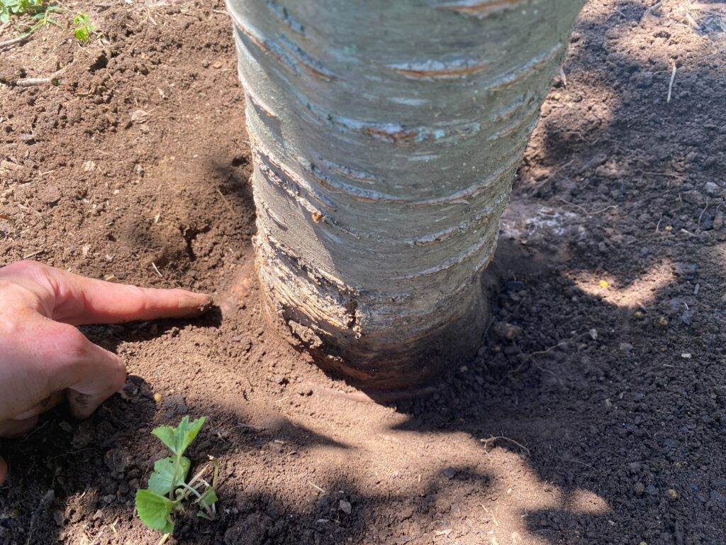 Hand points to ground around tree.