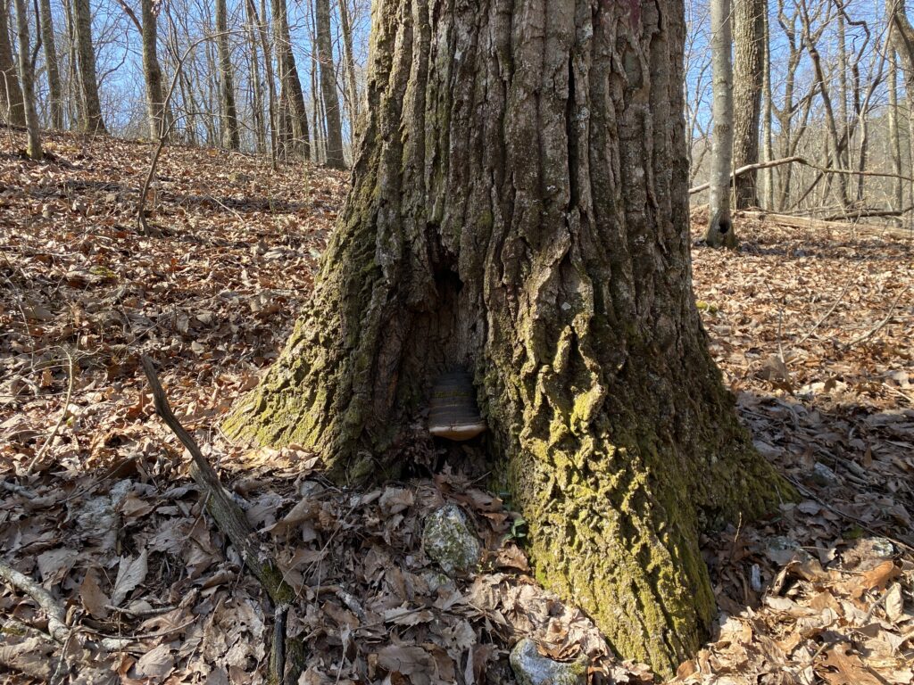 A tree grows in a wooded area with mushroom on trunk.