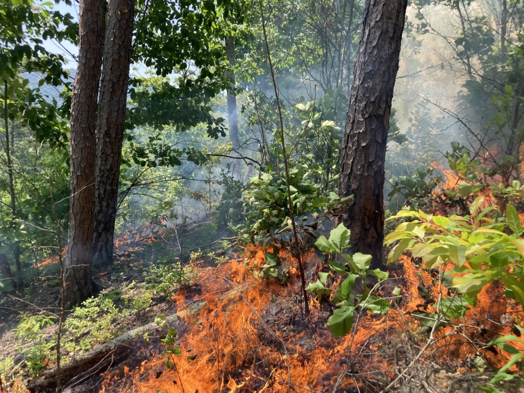 Prescribed fire burns in wooded area.