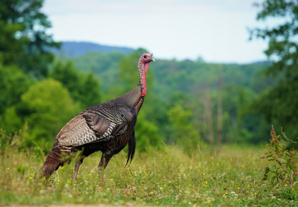 Turkey stands in Cades Cove in Great Smoky Mountains National Park.