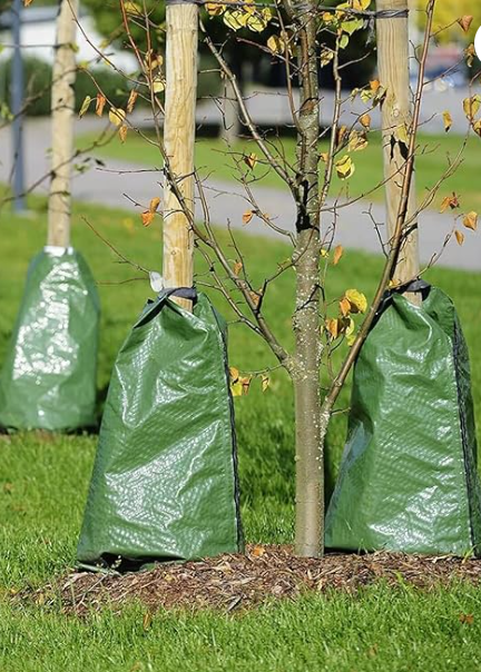 Green watering bags are wrapped around bottom of trees planted near sidewalk.