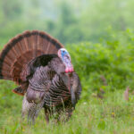 A turkey jake stands in a grassy field with trees in the background.