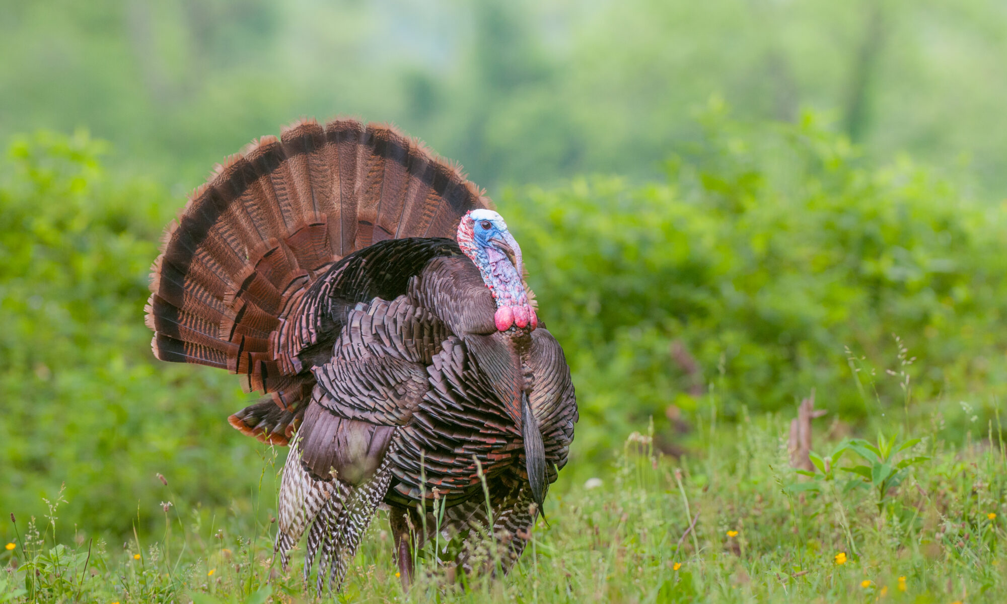 A turkey jake stands in a grassy field with trees in the background.