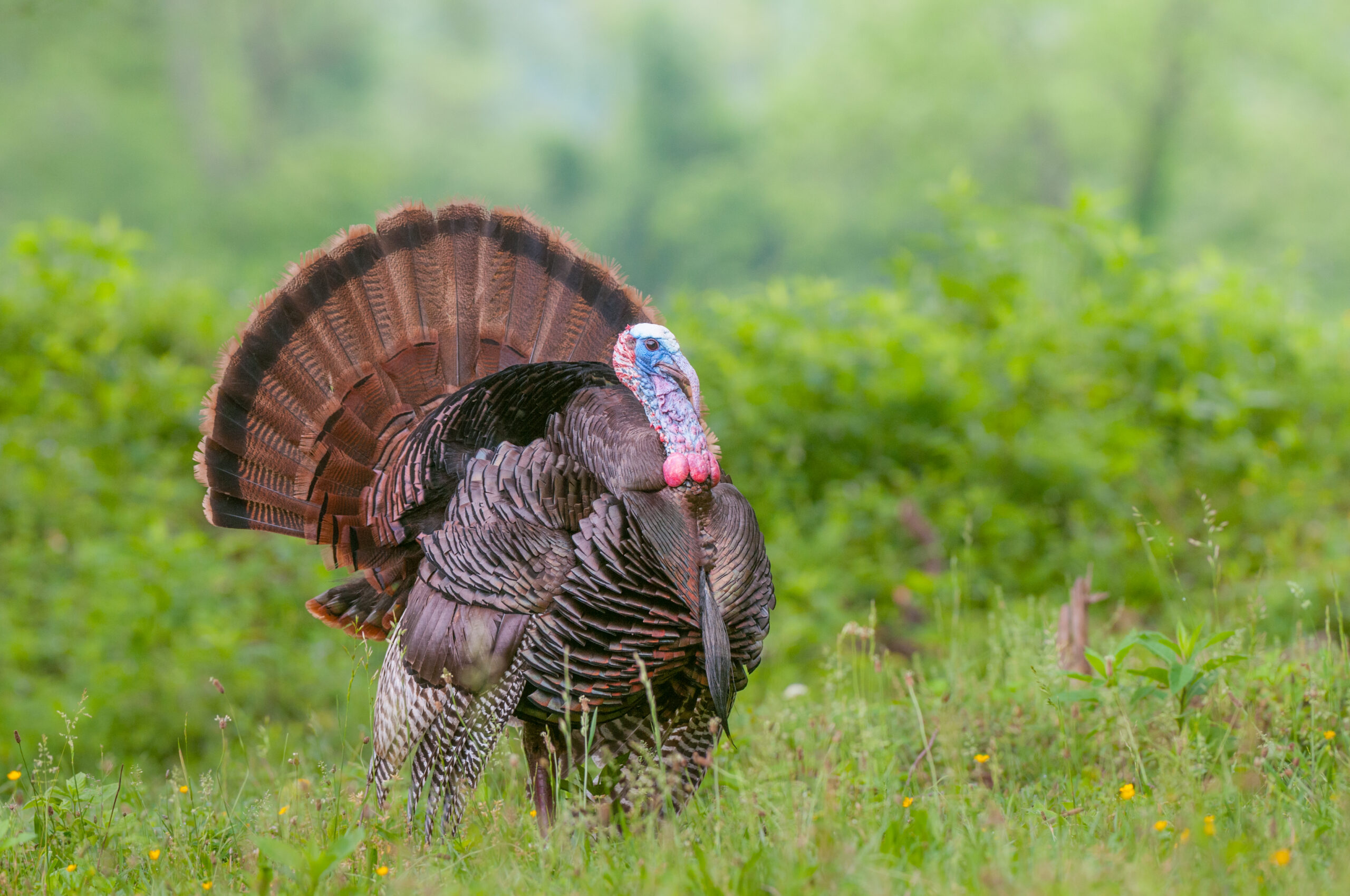 SNR Professors David Buehler, Craig Harper publish findings from