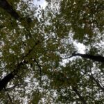 Tree canopy blocks sky in UT Arboretum in Oak Ridge.