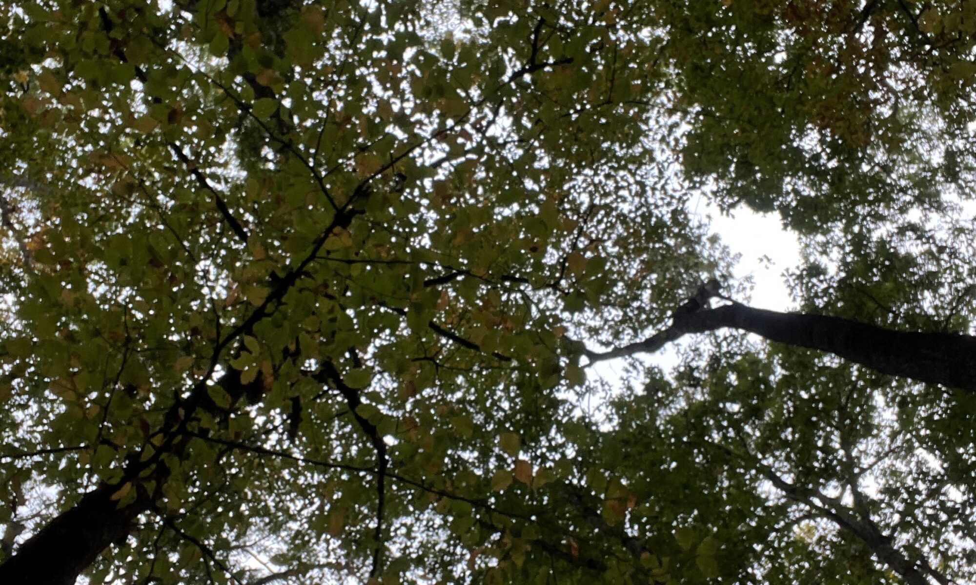 Tree canopy blocks sky in UT Arboretum in Oak Ridge.