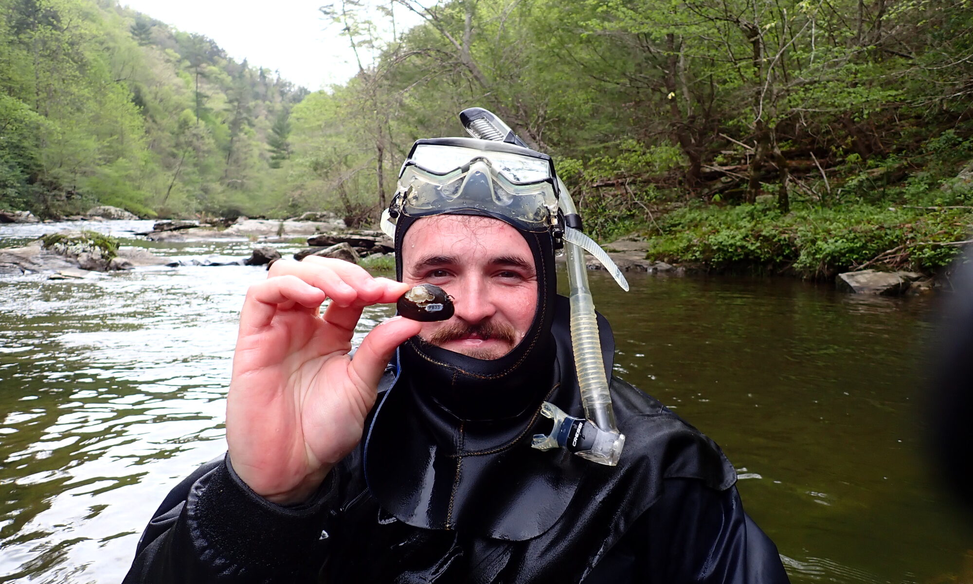 Man in wet suit and snorkel holds a mussel while standing in a creek.