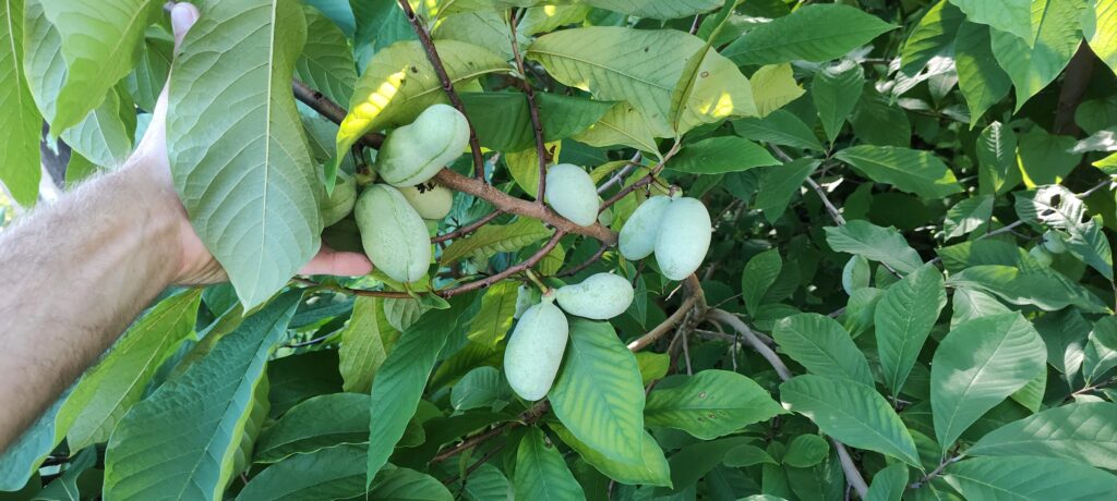 Hand points to multiple fruits growing among leaves of Paw Paw tree.