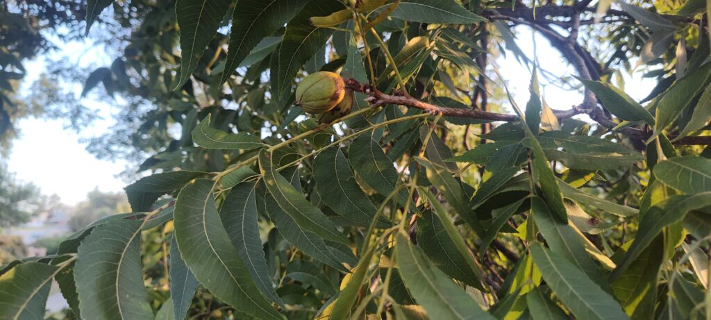 A pecan nut grows on a pecan tree.