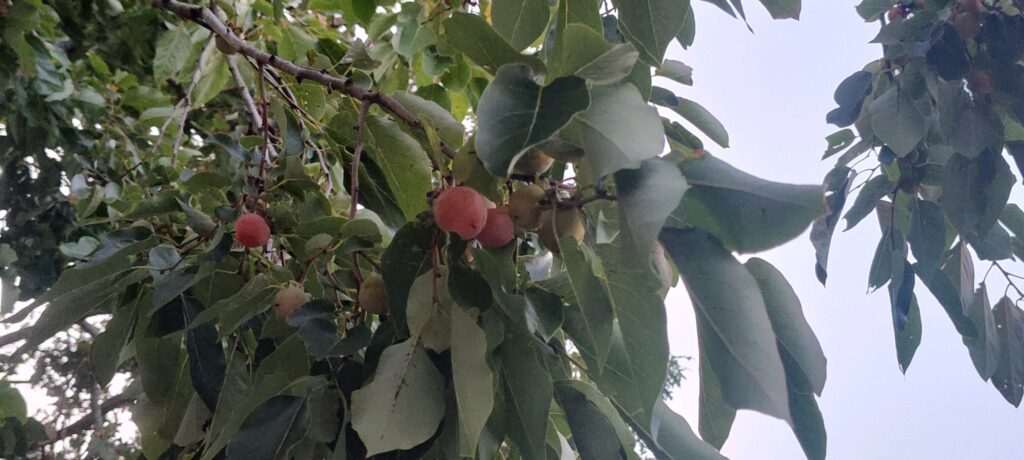 Persimmon fruit grow on American Persimmon tree.