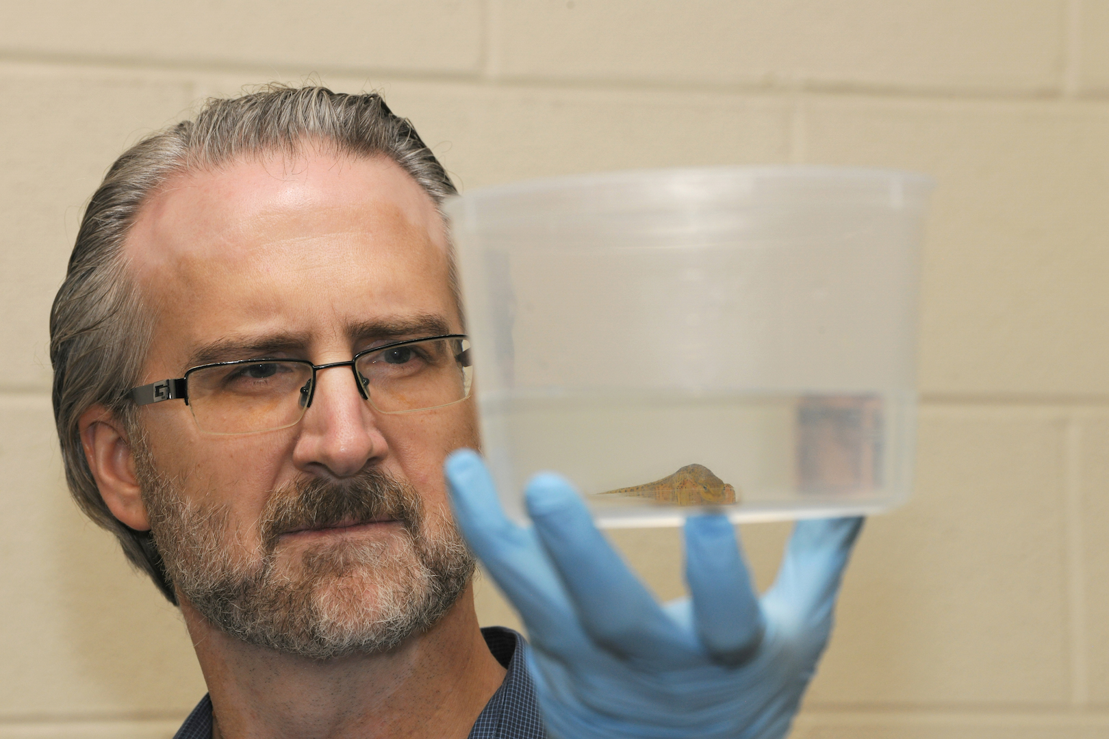 Man wearing glasses holds plastic cup with amphibian inside.