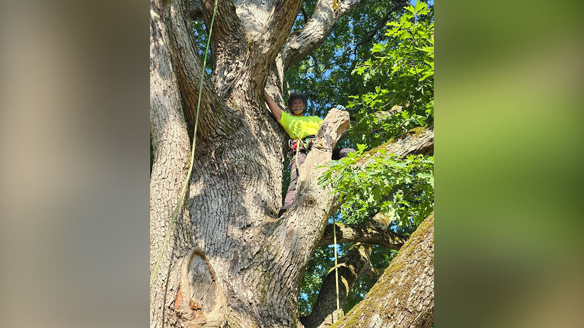 Person wearing a helmet and rappelling kit stands in tree.