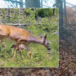 Image of doe and fawn overlaps image of buck in forest