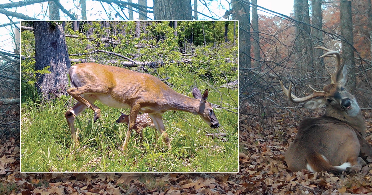 Image of doe and fawn overlaps image of buck in forest