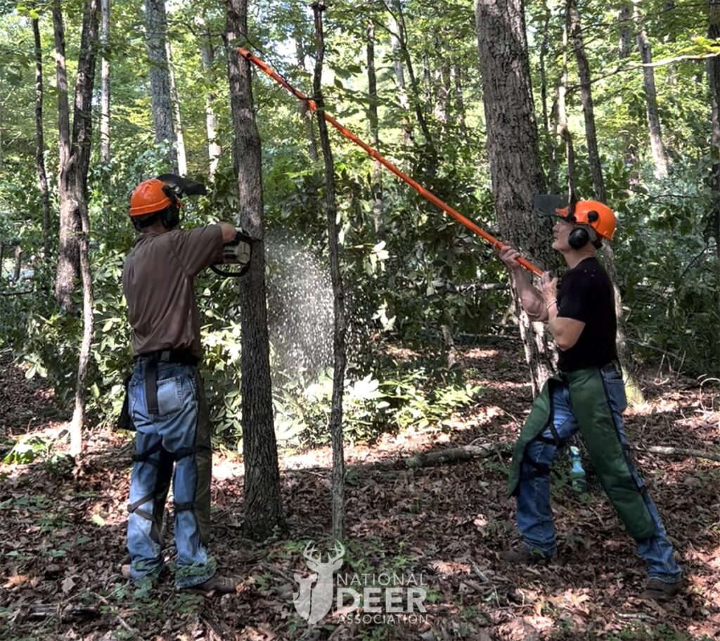 One man holds an orange pole, and another man cuts a tree.