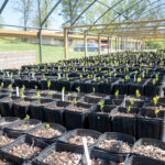 Seedlings grow in black containers in a shade house.