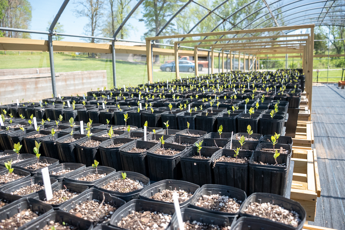 Seedlings grow in black containers in a shade house.