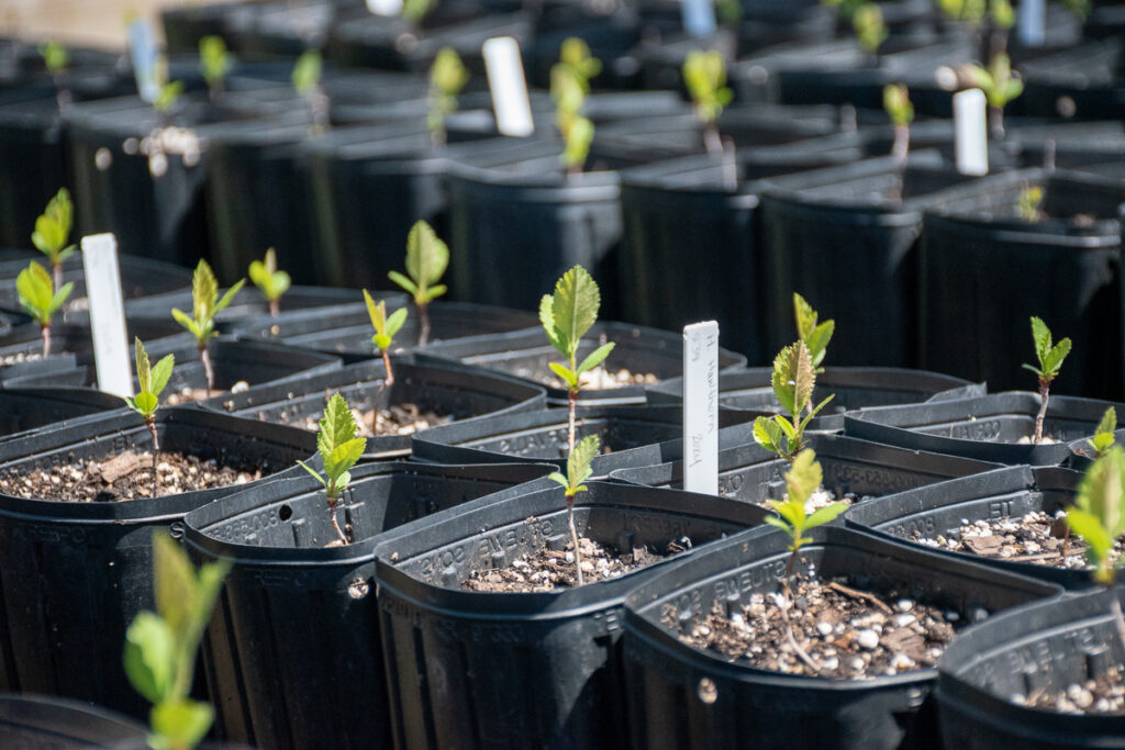 Seedlings grow in black containers.