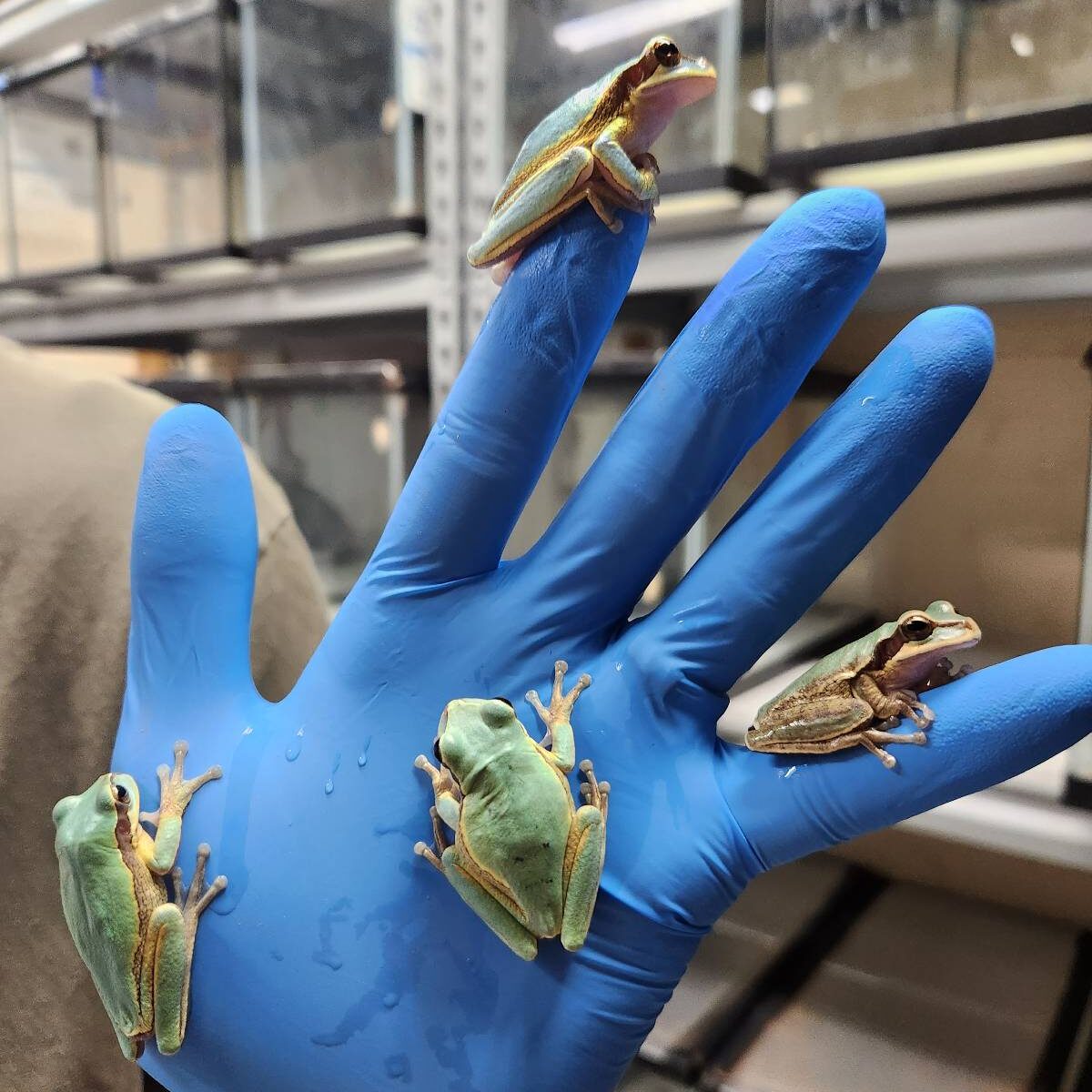 Four green frogs sit on a blue gloved hand.