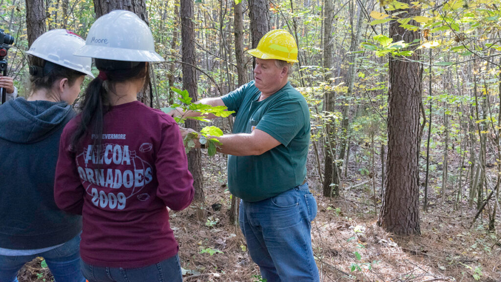 Three people in helmets stand in a forest looking at a tree.