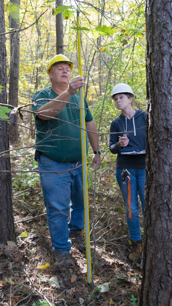 Two people stand in forest looking at measuring stick.