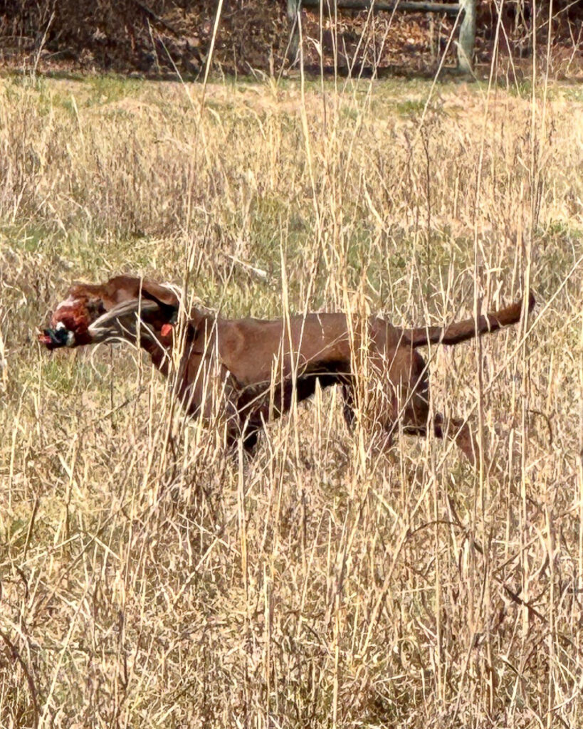 Dog carries pheasant in a grassy field.