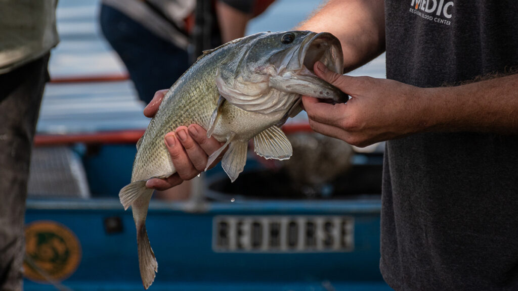A person holds a bass fish with a boat in the background.