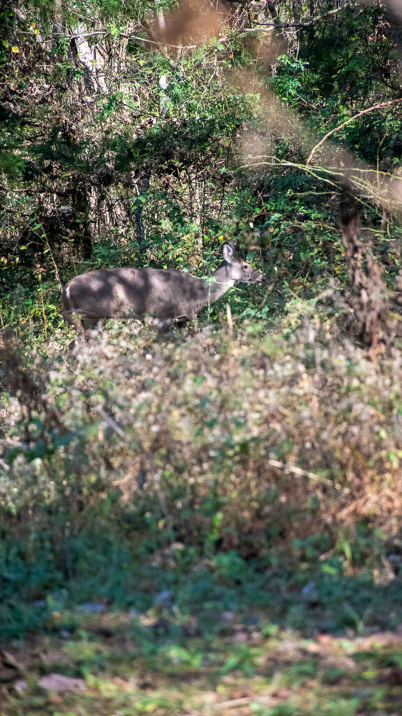 A deer stands in a wooded area.
