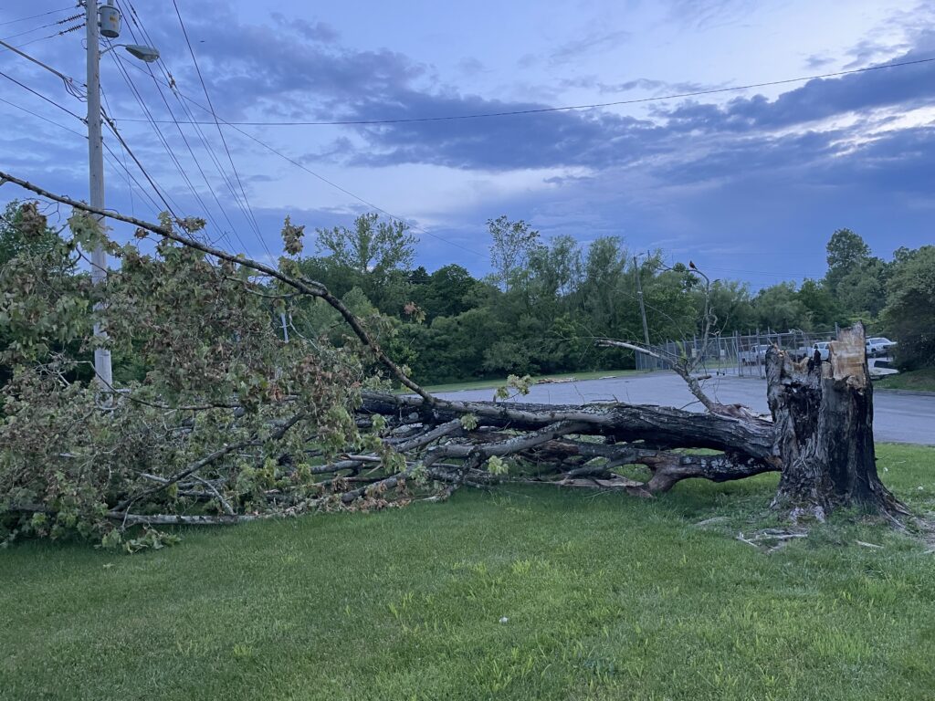 Fallen tree near power line pole with a road and chain link fence in the background.