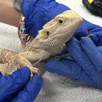 Bearded dragon examined by veterinarians.