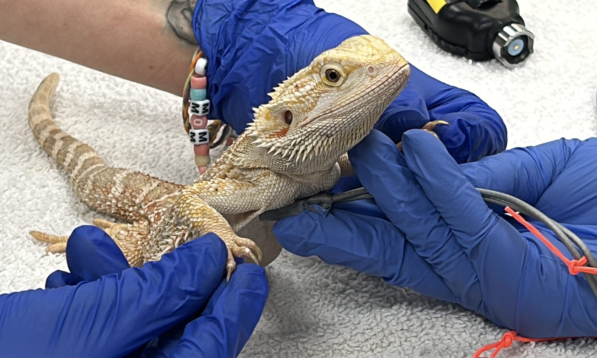 Bearded dragon examined by veterinarians.