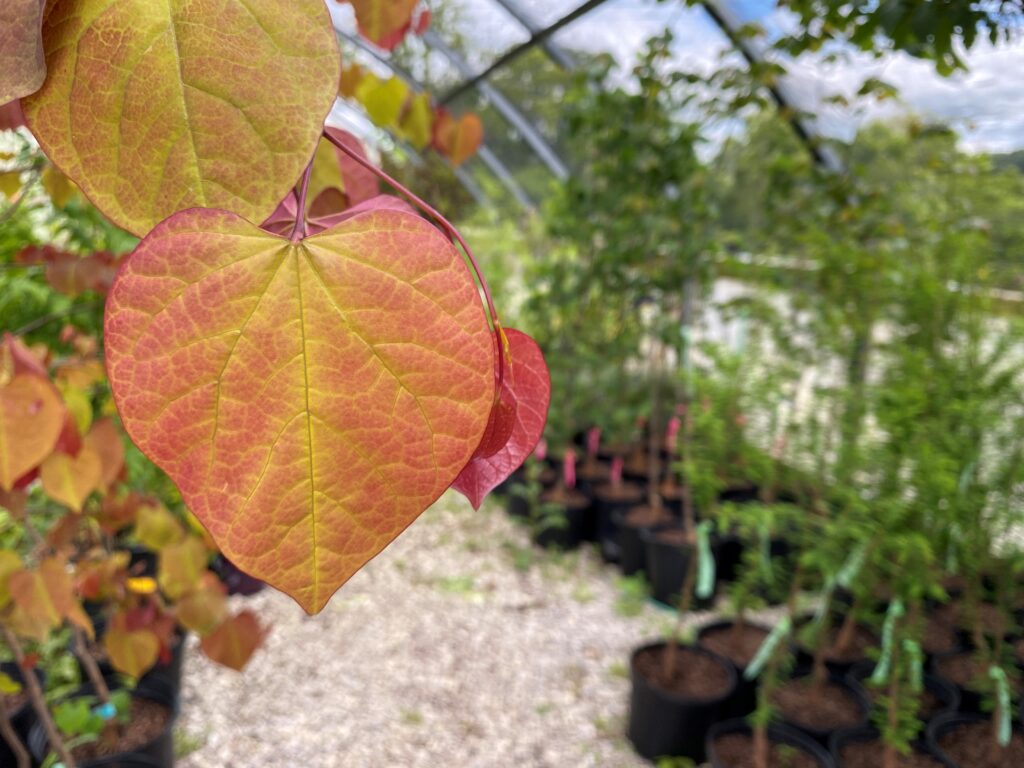 Red and yellow leaves grow on a plant in a greenhouse.